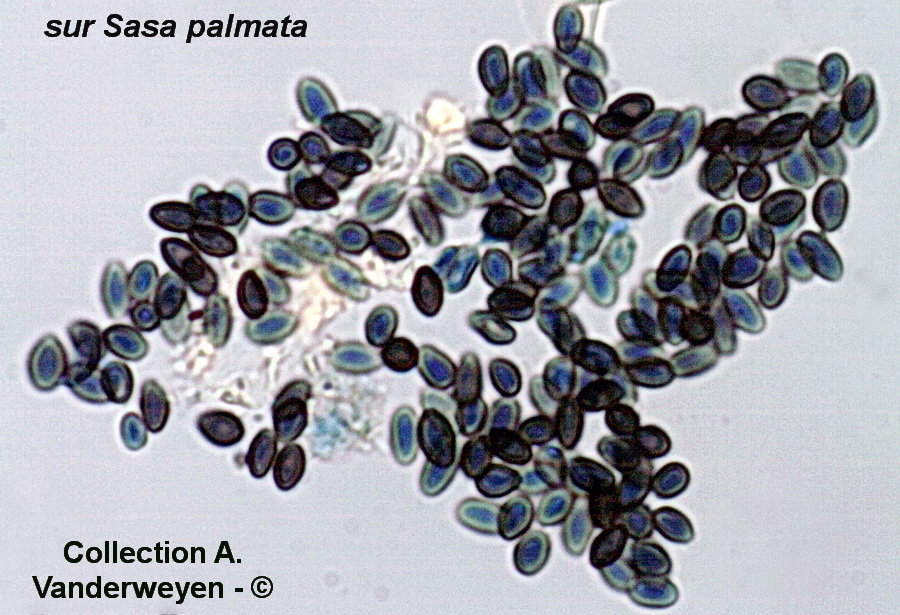 Sur Sasa palmata (bambou palmé)